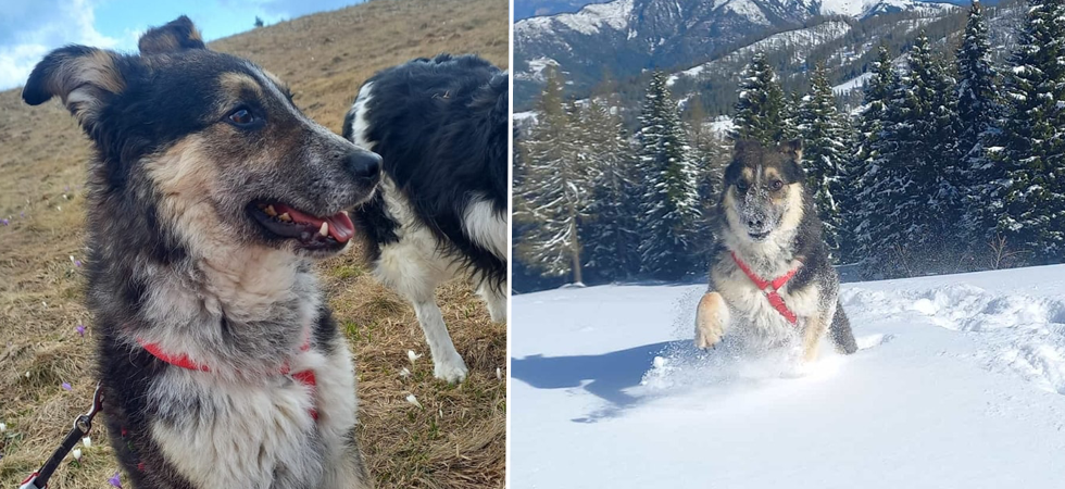 "Proviene da una brutta situazione", ora il cane Oscar cerca una nuova famiglia