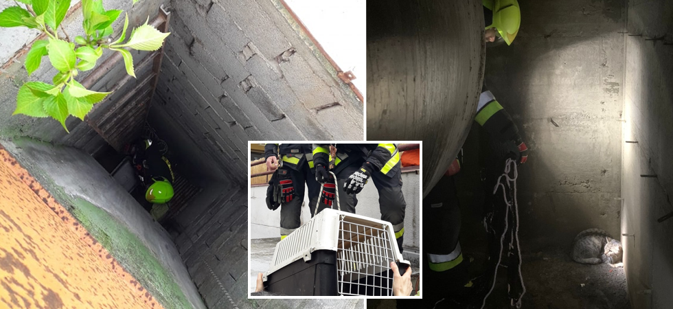 Era scomparso da una settimana, i vigili del fuoco recuperano con rete e corde un gatto bloccato in un deposito