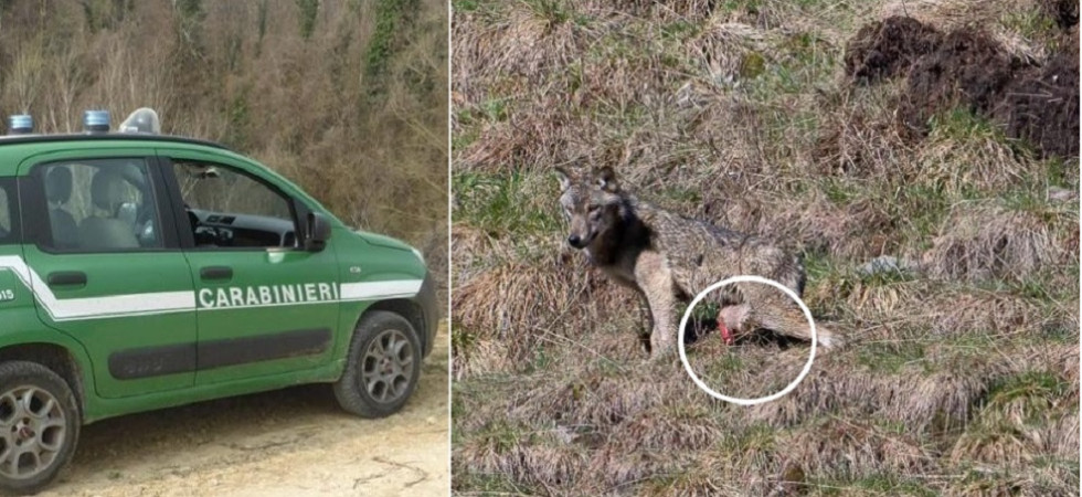 Lupo ferito nel Parco dello Stelvio, la Lndc: Vile atto di bracconaggio