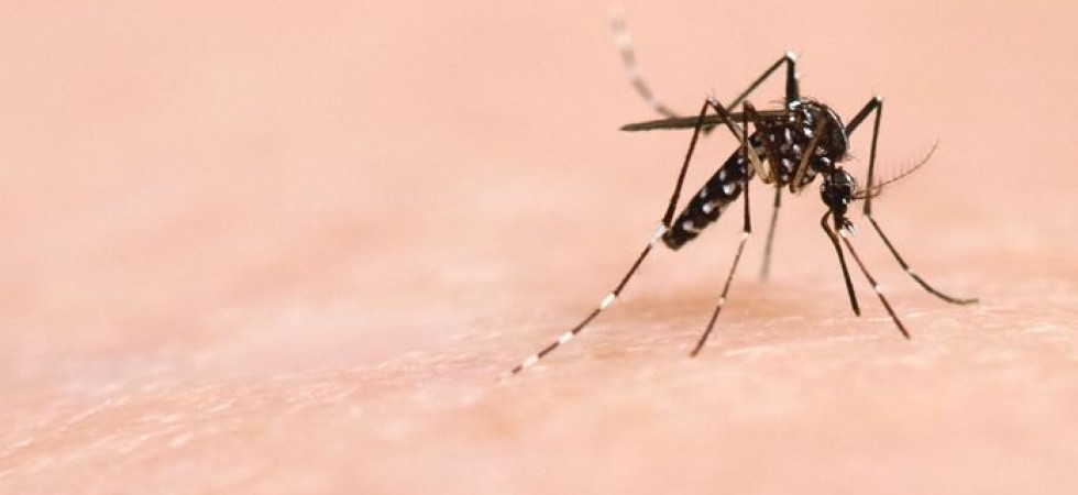 Lotta alla zanzara tigre, scatta l'ordinanza: “Obbligo di evitare i ristagni d'acqua”