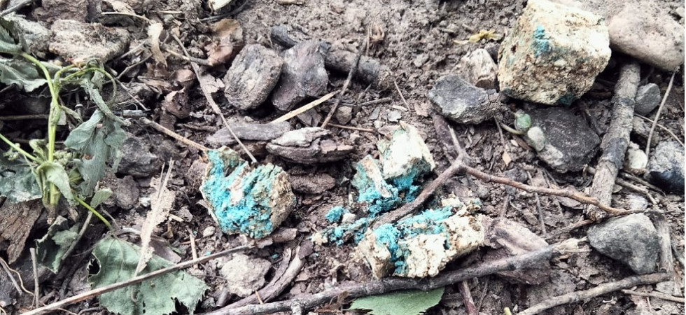 Allarme bocconi avvelenati al parco, due cani portati d'urgenza dal veterinario