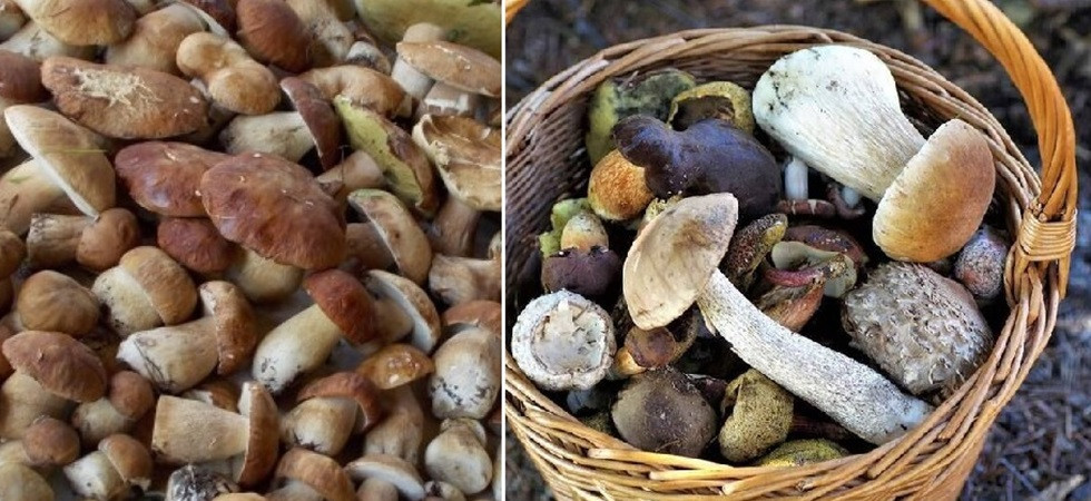 Funghi commestibili? Torna in piazza Vittoria la casetta del servizio micologico