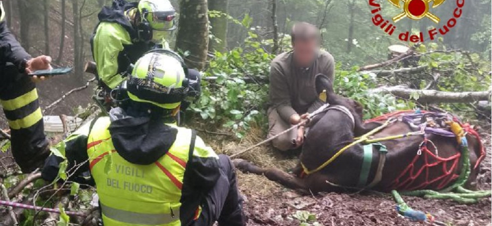 Foto d'archivio Vacca scivola e precipita nel torrente: intervengono i vigili del fuoco (ma l'animale non ce l'ha fatta)