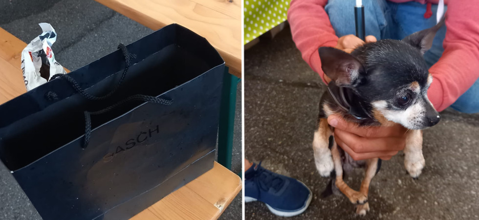 Mette il suo (anziano) cagnolino in una busta e lo abbandona sui banchi della chiesa senza cibo né acqua: nei guai un uomo