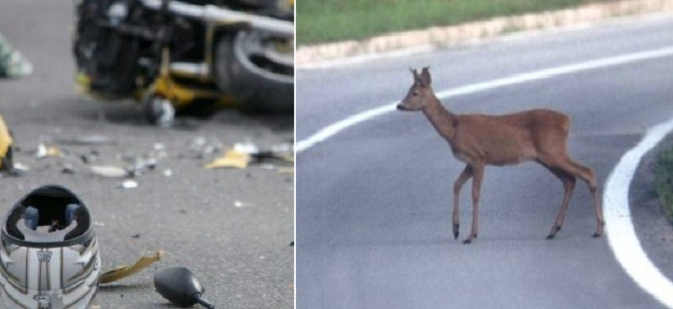 Foto d'archivio Violento scontro, capriolo piomba sulla strada e un 59enne con lo scooter non riesce a evitare l'impatto: soccorsi in azione