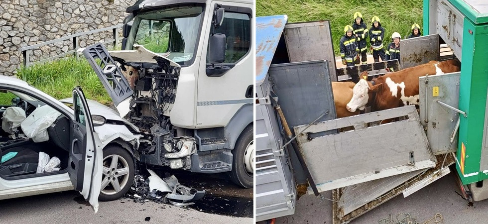 Schianto frontale fra un'auto e un camion che trasporta bestiame: sul posto i soccorsi