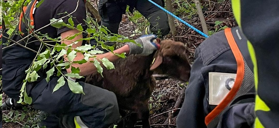 Due pecore in fuga rimangono bloccate in una rete di protezione, l'intervento dei vigili del fuoco per portarle in salvo