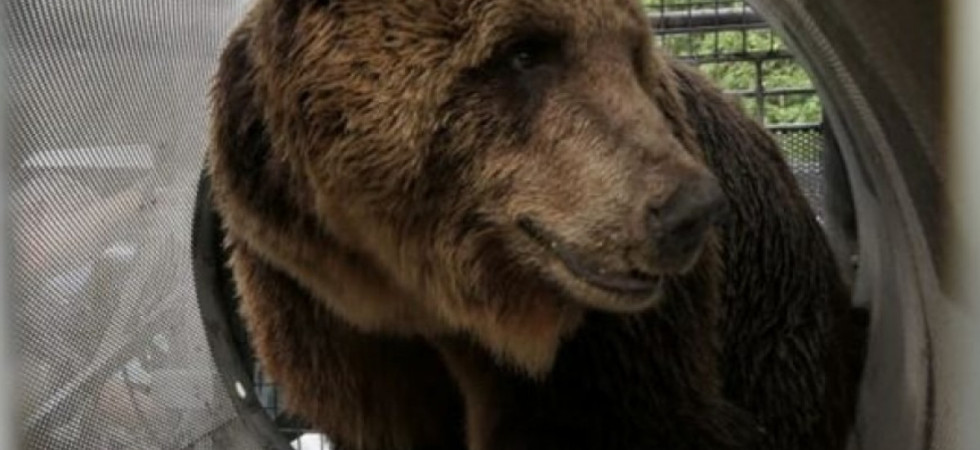 Orsi, trappole a tubo per gli esemplari confidenti della val di Sole