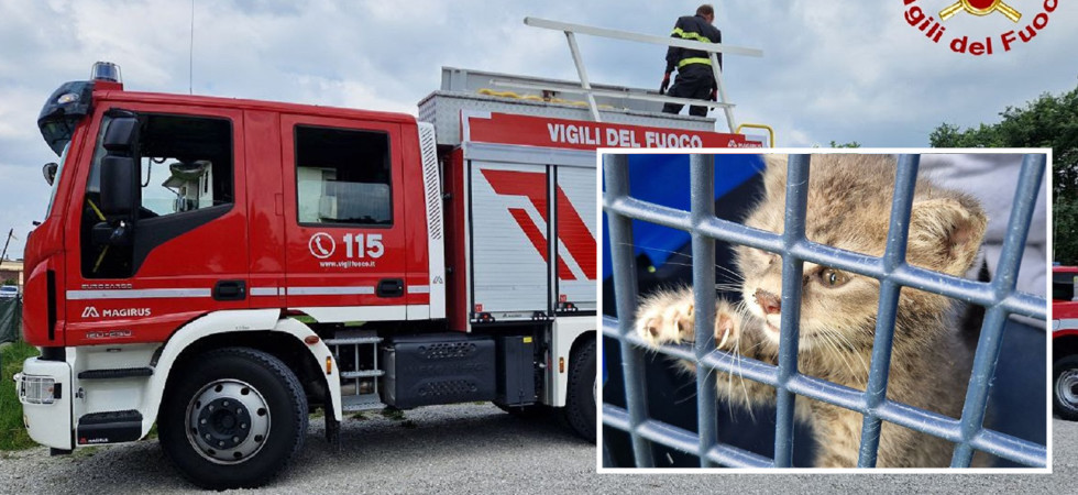 Gattino resta incastrato sotto la tettoia di una baracca: intervengono i vigili del fuoco