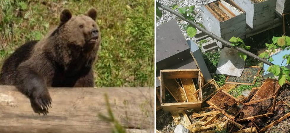 Fototrappolato un orso, l'appello della polizia provinciale agli apicoltori