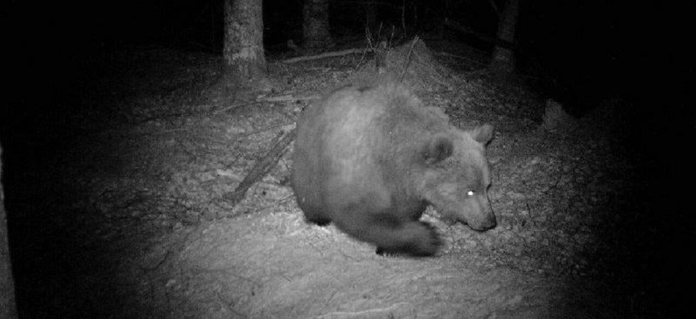 Alveari danneggiati dall'orso in Tirolo, le autorità chiudono un sentiero e avvertono gli apicoltori