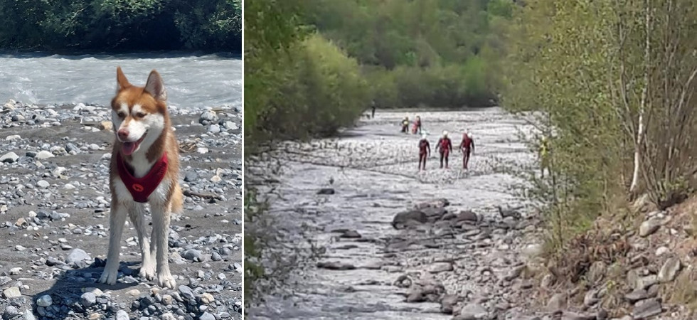 Un cane viene trascinato via dalla corrente del torrente, intervento dei vigili del fuoco per salvare l'animale