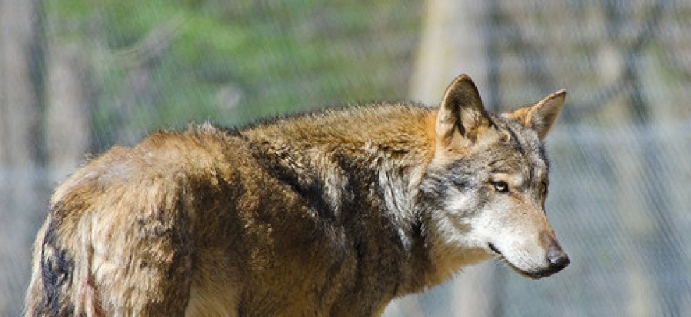 Foto d'archivio Via libera all'abbattimento di un (altro) lupo in Tirolo: "Ha predato 6 pecore"