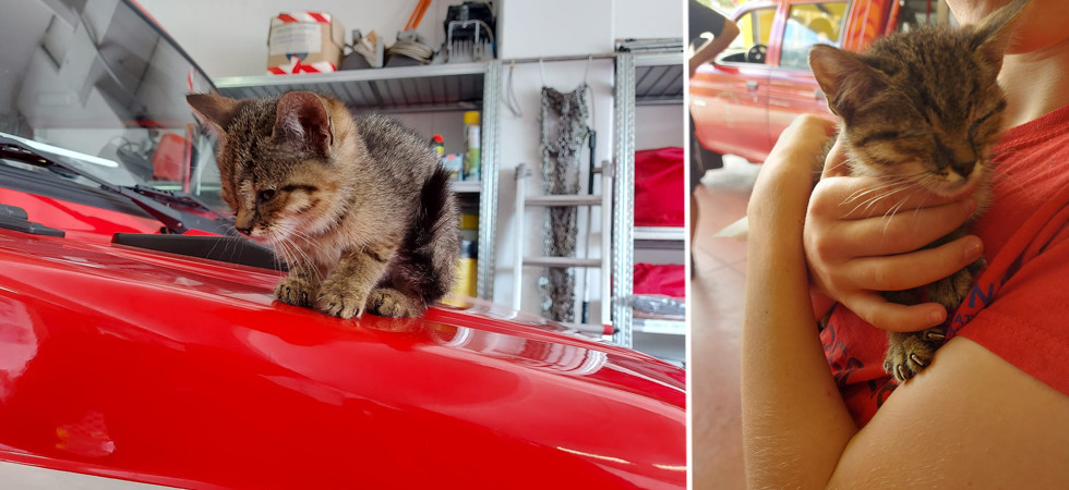 Trovato vicino ad un distributore, l'appello dei vigili del fuoco per un gattino: "Aiutateci a rintracciare il proprietario"