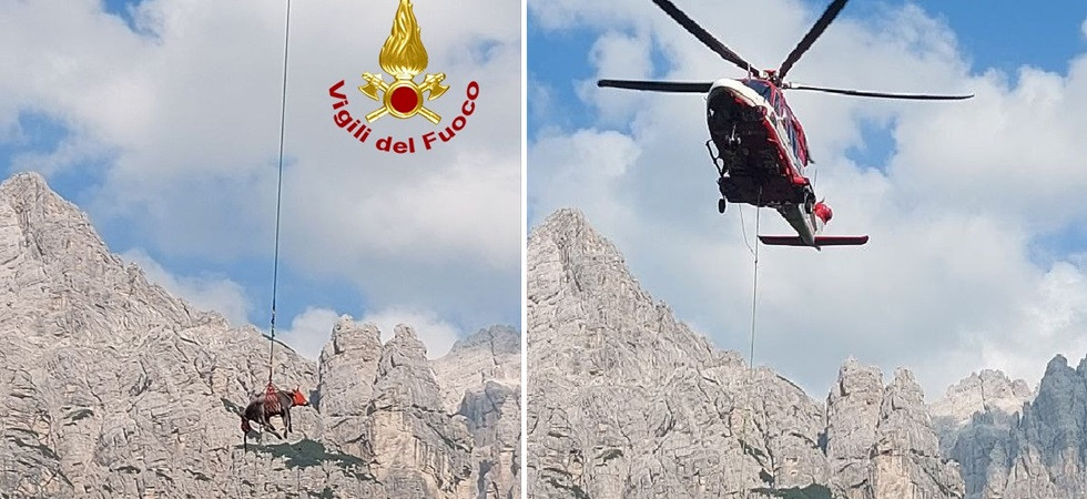 La vacca ha bisogno di cure veterinarie ma si trova in un luogo difficile da raggiungere, interviene l’elicottero Drago 149