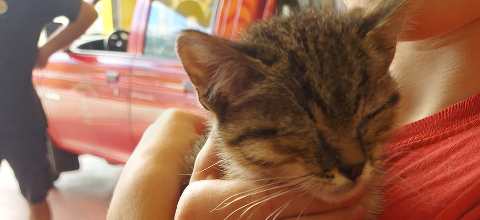 Trovato vicino ad un distributore, buone notizie per il gattino salvato dai vigili del fuoco: "E' stato adottato"