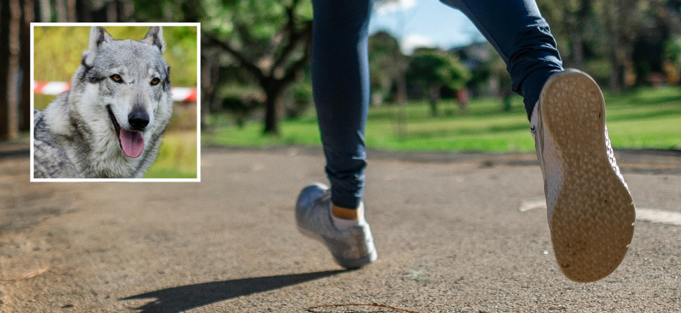 Aggredita da un cane mentre fa jogging: momenti di paura per una giovane donna