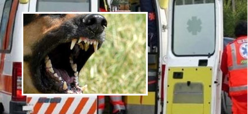 Morsa da un cane scappato al proprietario, momenti di paura per una donna di 56 anni