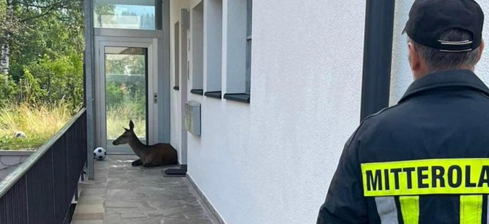 Cerva rimane per ore davanti all'ascensore del condominio ma appena arrivano i soccorsi fugge nel bosco