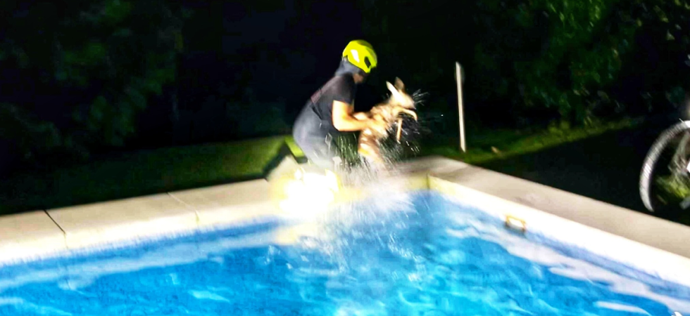 Cerbiatto rischia di annegare in piscina: intervengono i vigili del fuoco che salvano l'animale