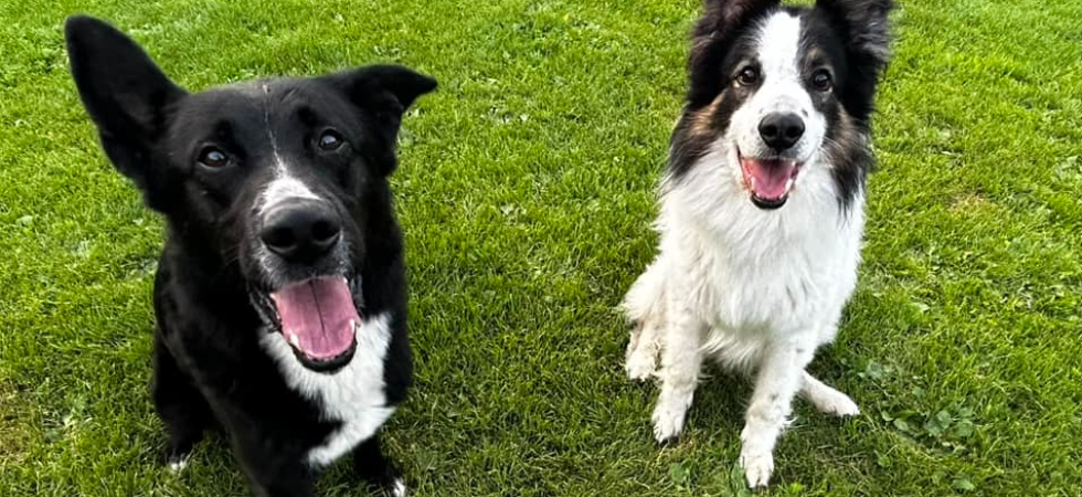 "Sequestrati perché tenuti in condizioni terribili", l'appello per i cani Sirius e Albus