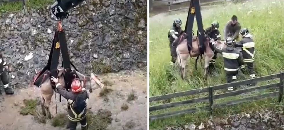 Precipita in un canale e rimane bloccata, disavventura per una vitella: l'intervento dei vigili del fuoco