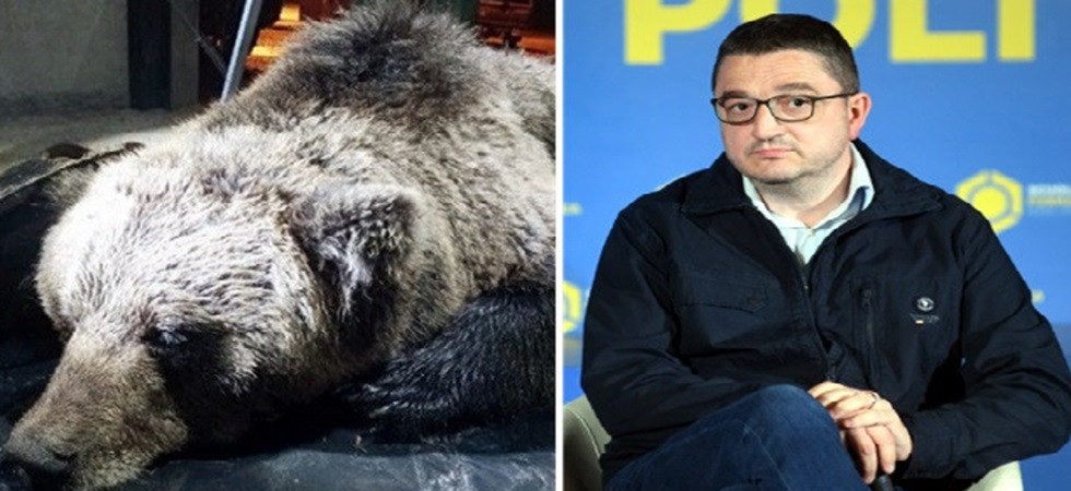 Morte di KJ1, Legambiente contro Fugatti: "Dalla Pat incapacità di garantire una convivenza pacifica tra orso e uomo"