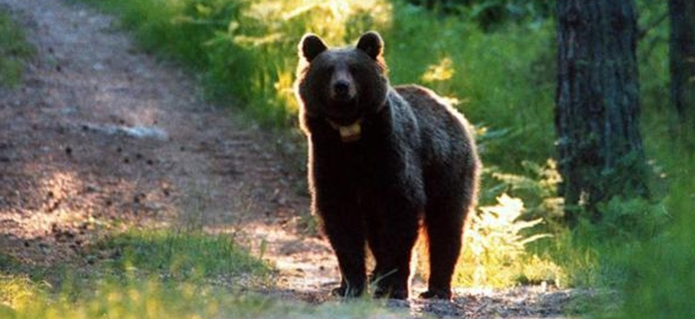 Bracconaggio, gli orsi MJ5 e F36 sono stati uccisi