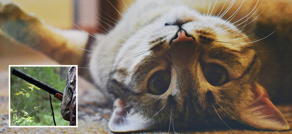 Foto archivio "Hanno dovuto amputare l'arto", gatto trovato con una zampa ferita, i proprietari: "E' stato impallinato"