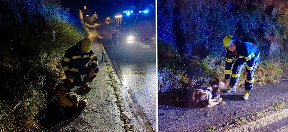 Vitello appena nato ruzzola sul pendio e finisce sulla strada rischiando il peggio: salvato dai vigili del fuoco