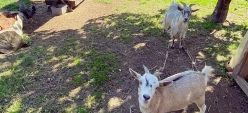 Uccise George e Milady, le caprette mascotte dell'asilo: trovati i resti un un bidone