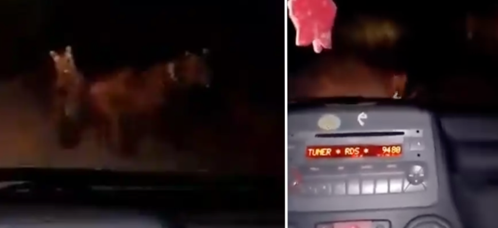 "Non utilizzare petardi per spaventare i plantigradi e non fotografarli"
