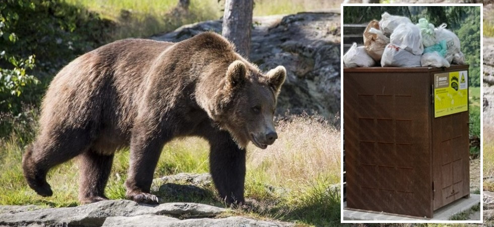 Sacchi di immondizia abbandonati sopra il bidone anti-orso (che così diventa inutile)