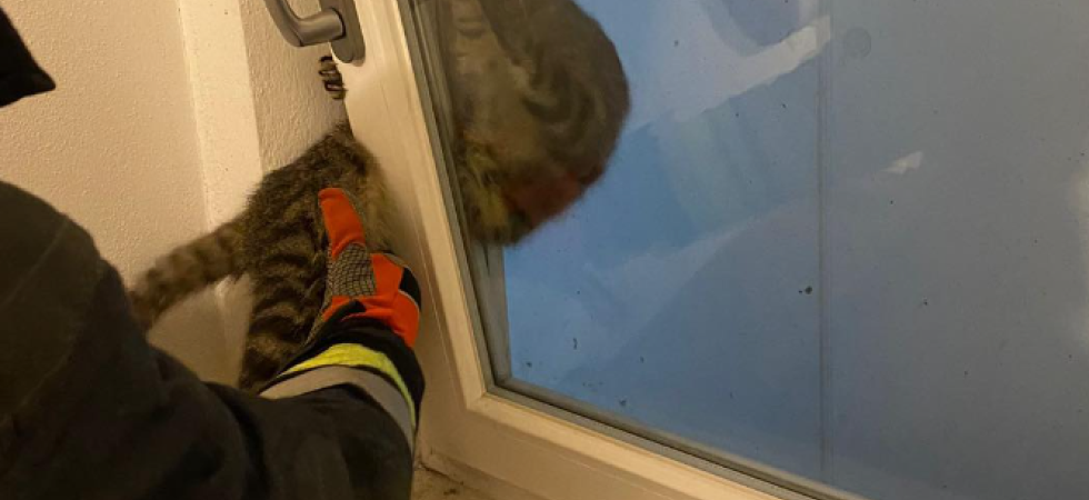 Dramma in casa, lasciano la finestra aperta e il gatto rimane incastrato: accorrono i soccorsi ma il micio non ce l'ha fatta