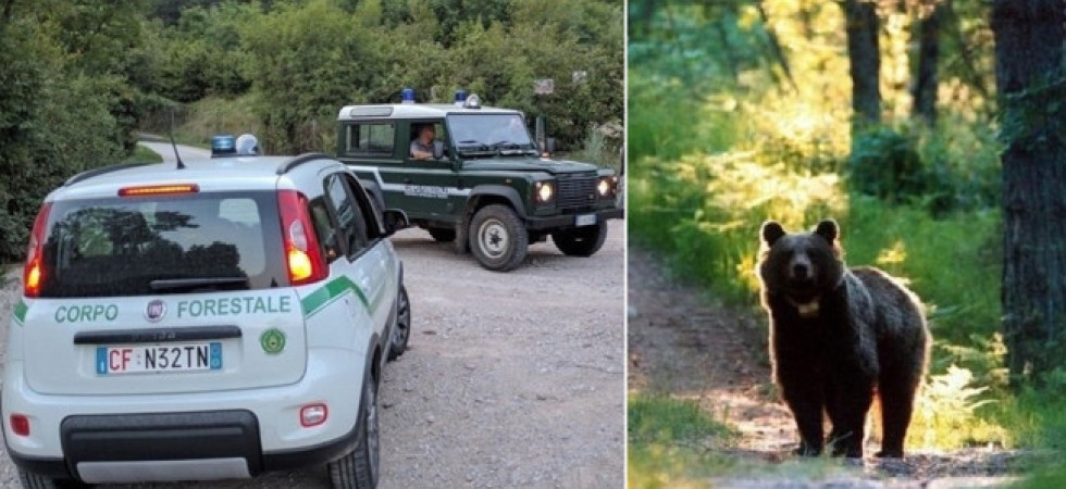 Un orso urtato da un'auto a Mostizzolo, l'intervento del corpo forestale