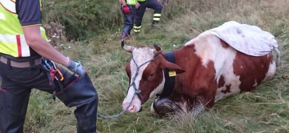 Vacca cade in una buca nel torrente rimanendo incastrata: vigili del fuoco in azione con le corde