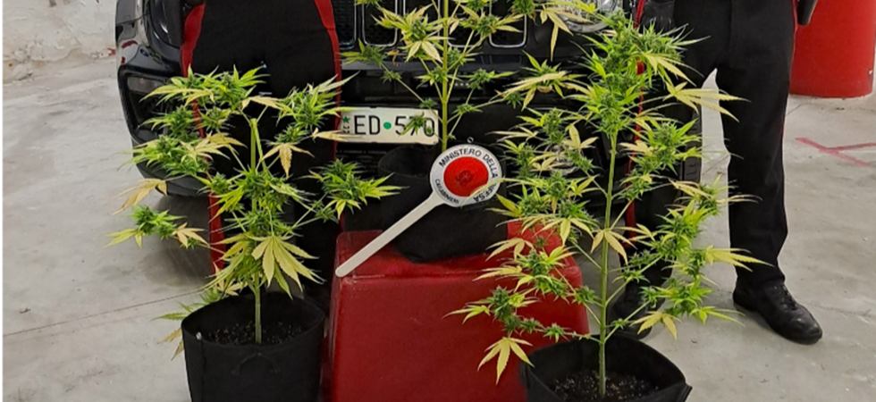 Coltiva marijuana in casa: denunciato un 24enne