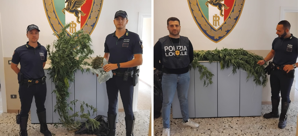 Coltivava una pianta di marijuana da 4,5 chili in un terreno privato