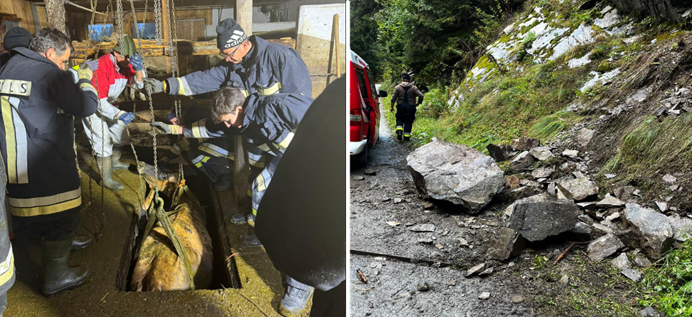 Tre bovini crollano nella fossa dei liquami, i pompieri li recuperano ma sulla strada del ritorno vengono colpiti da una