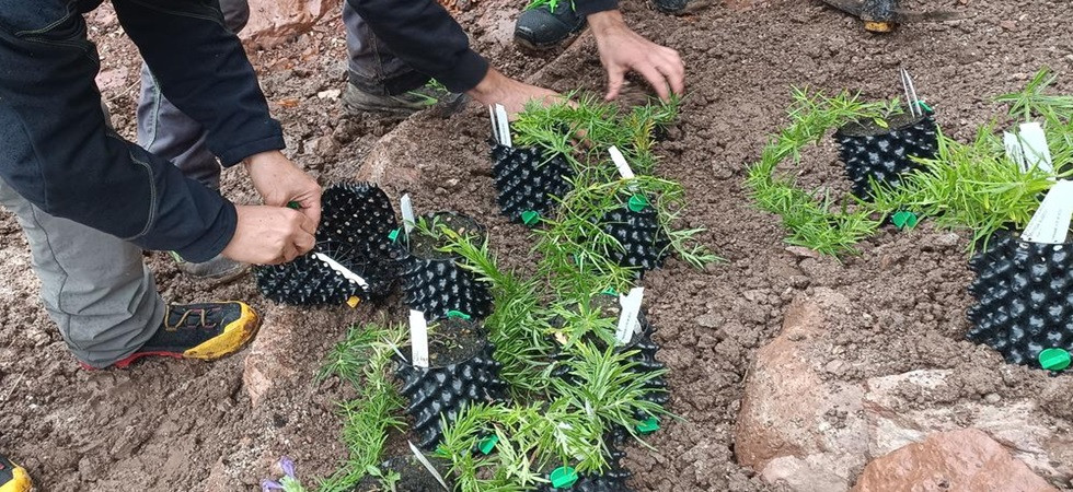 Recuperare le piante in via di estinzione, negli orti storici di Castel Thun arriva il "Dracocephalum austriacum"