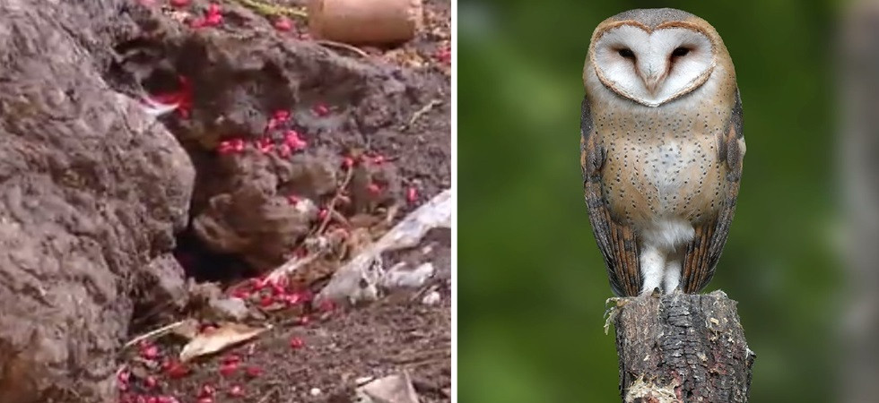 Aumenta l'uso del veleno per topi e la fauna selvatica è sempre più a rischio
