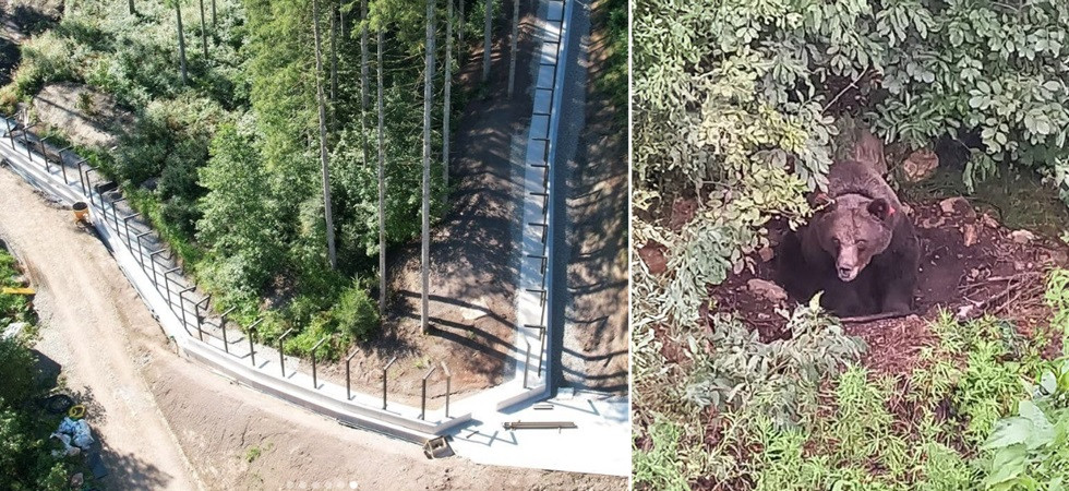 Orsa JJ4, costi elevati per il Parco della Foresta Nera che l'ospiterà