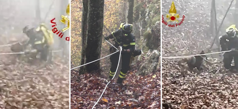 Il segugio Lampo scompare nei boschi per giorni: ritrovato (grazie ad un drone) in un dirupo