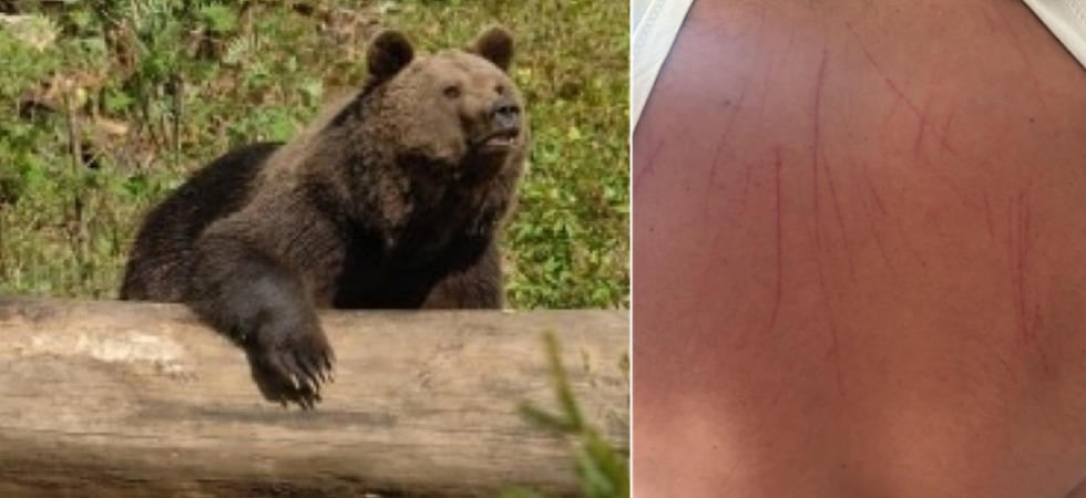 Fungaiolo colpito da un orso: nessun esito dalle analisi genetiche sui reperti del Bleggio quindi sarà impossibile procedere