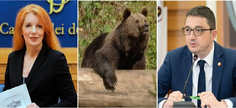 Fungaiolo aggredito da un orso, Brambilla contro Fugatti: A lui i fatti interessano poco