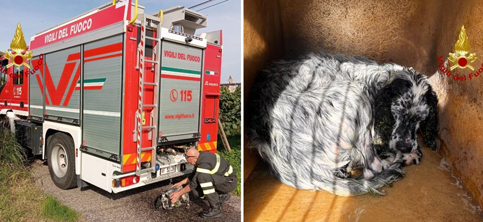 Un setter scivola in una vasca per la raccolta dell'acqua e rischia di annegare