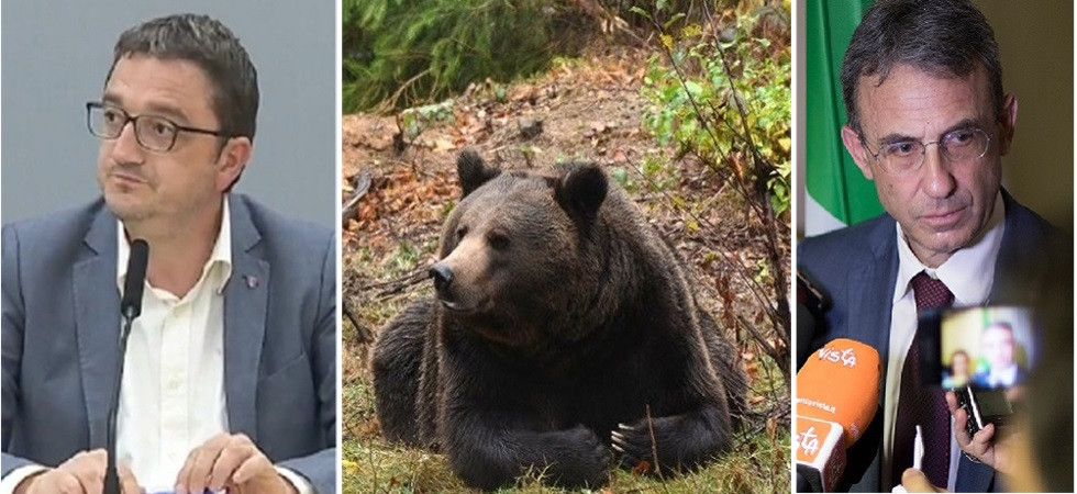 Fungaiolo 33enne colpito da un orso, l'ex ministro Costa: Serve rilevamento plantigradi e alert per cittadini