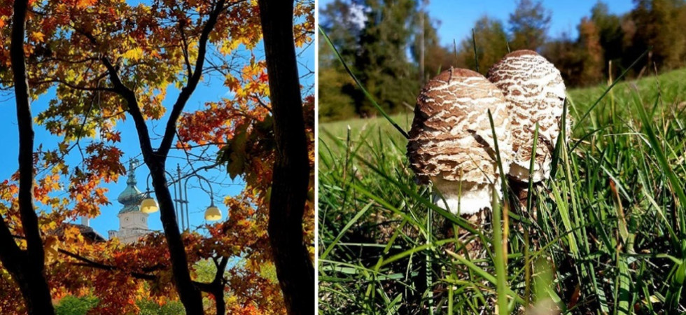 Al via “Tracce di Foliage”, la rassegna autunnale turistica della città di Belluno