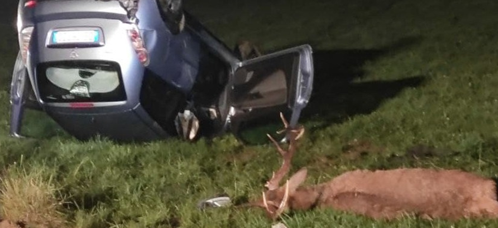 Foto Archivio Una predazione da lupo in un mese (una capra) e 58 incidenti stradali (36 con cervi e caprioli)