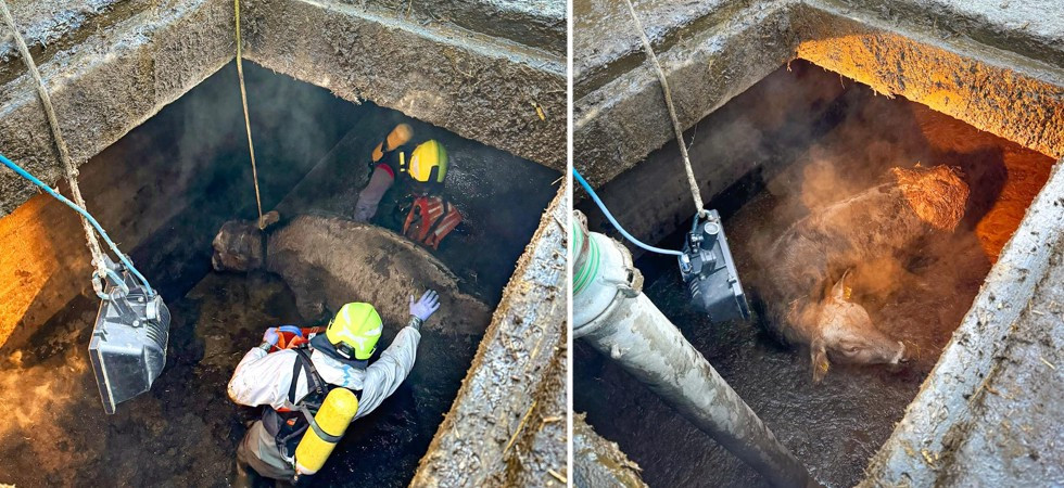 Vacca precipita nella concimaia e rimane intrappolata: complesso recupero dei vigili del fuoco